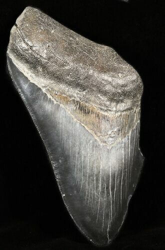 Partial, Serrated Megalodon Tooth - South Carolina #45946